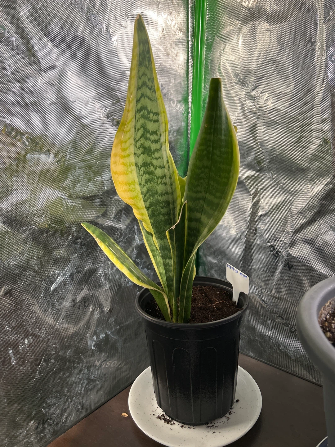 Snake Plant