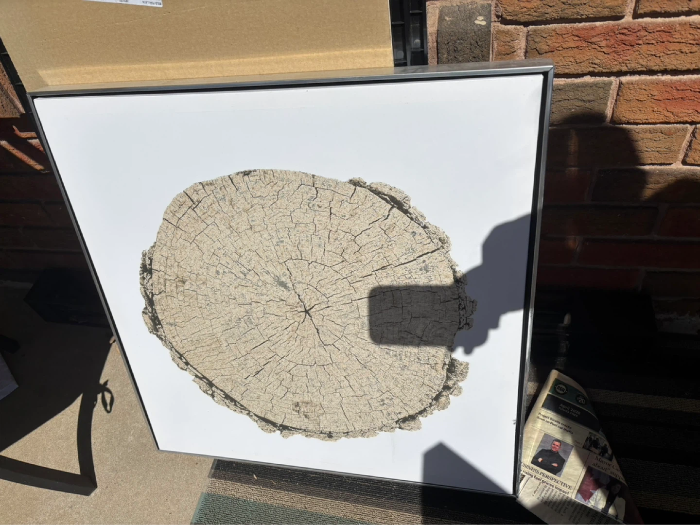 Framed Tree Ring Art