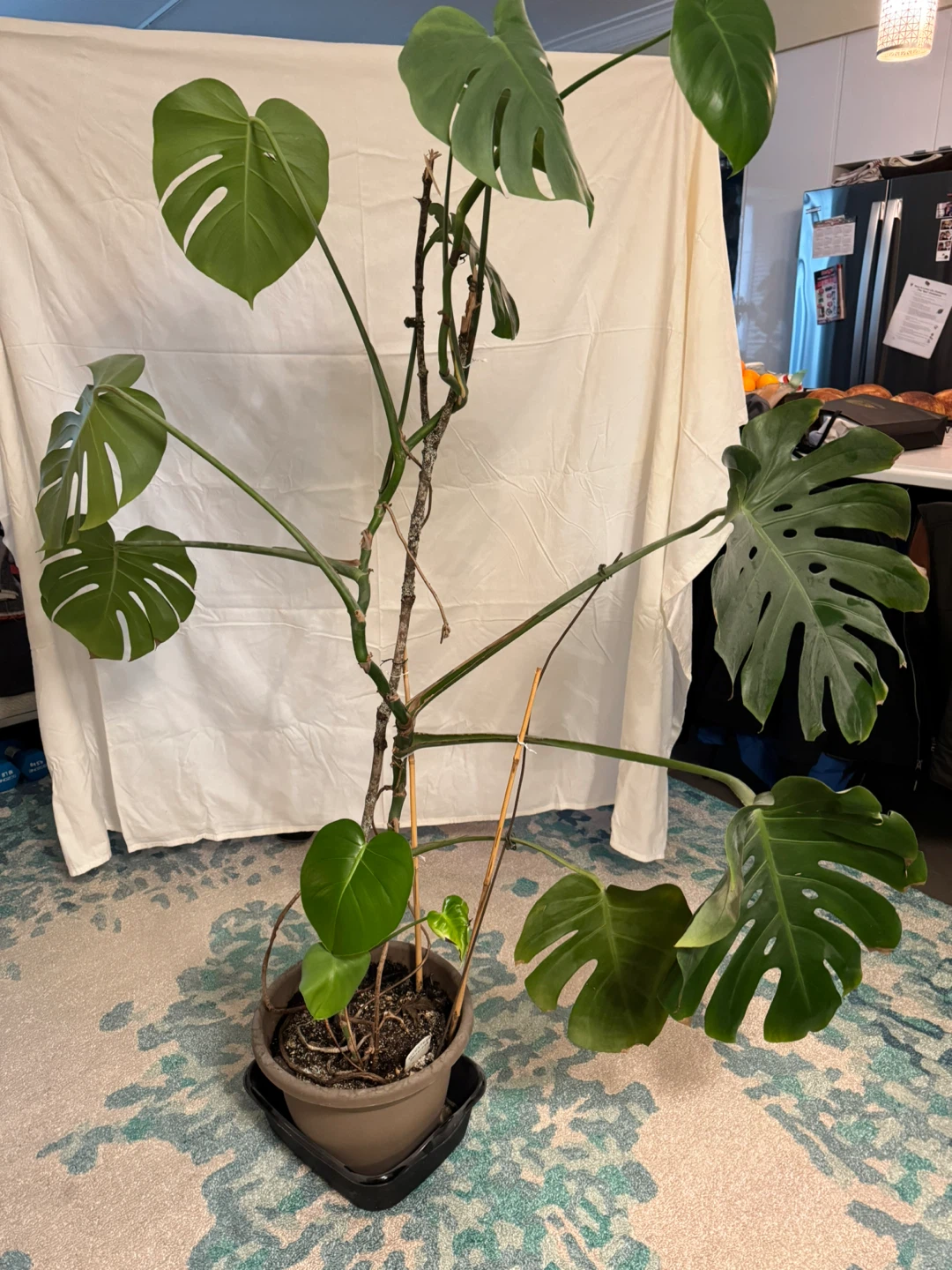 Monstera Deliciosa Plant - photo 2