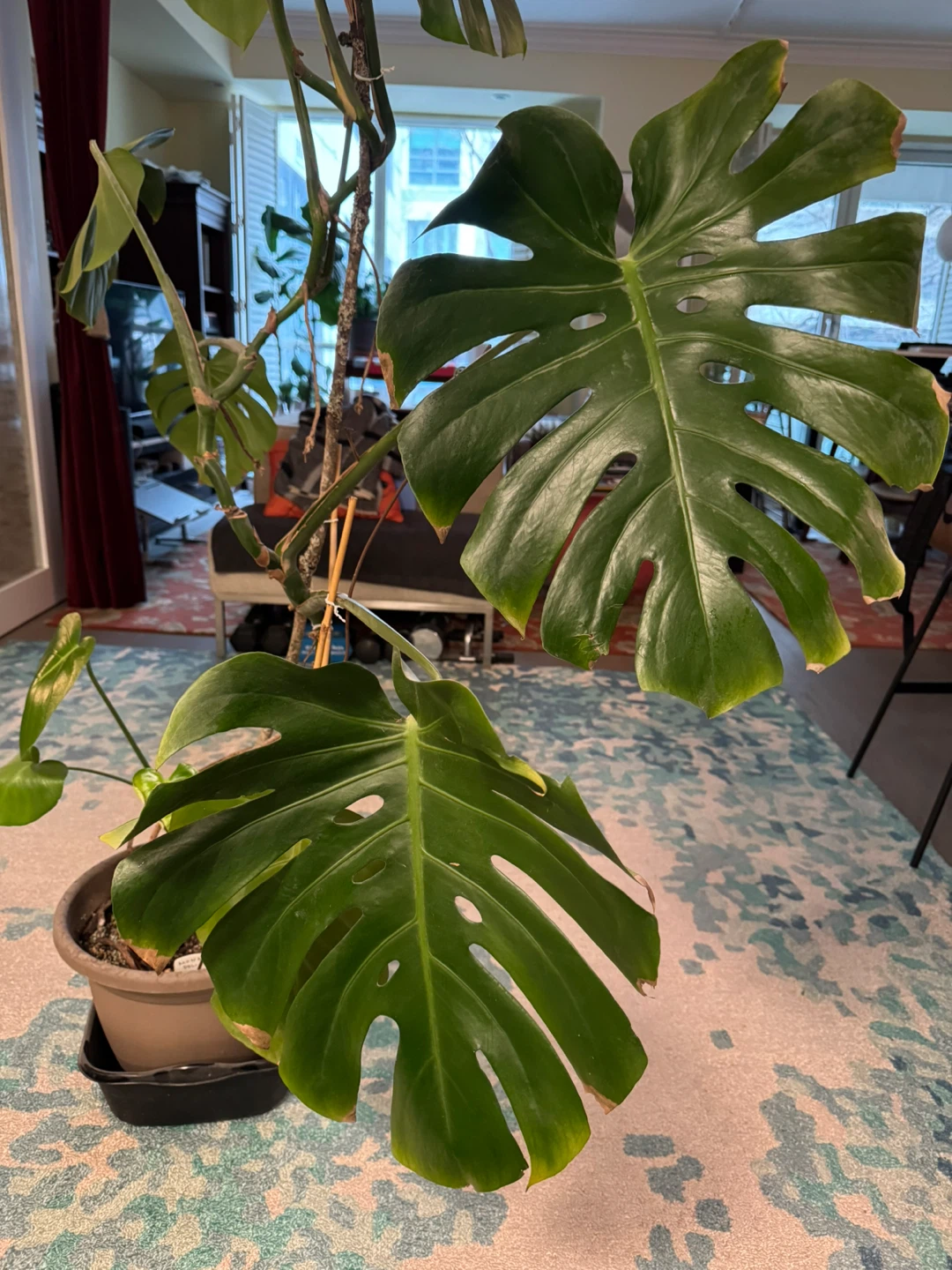 Monstera Deliciosa Plant