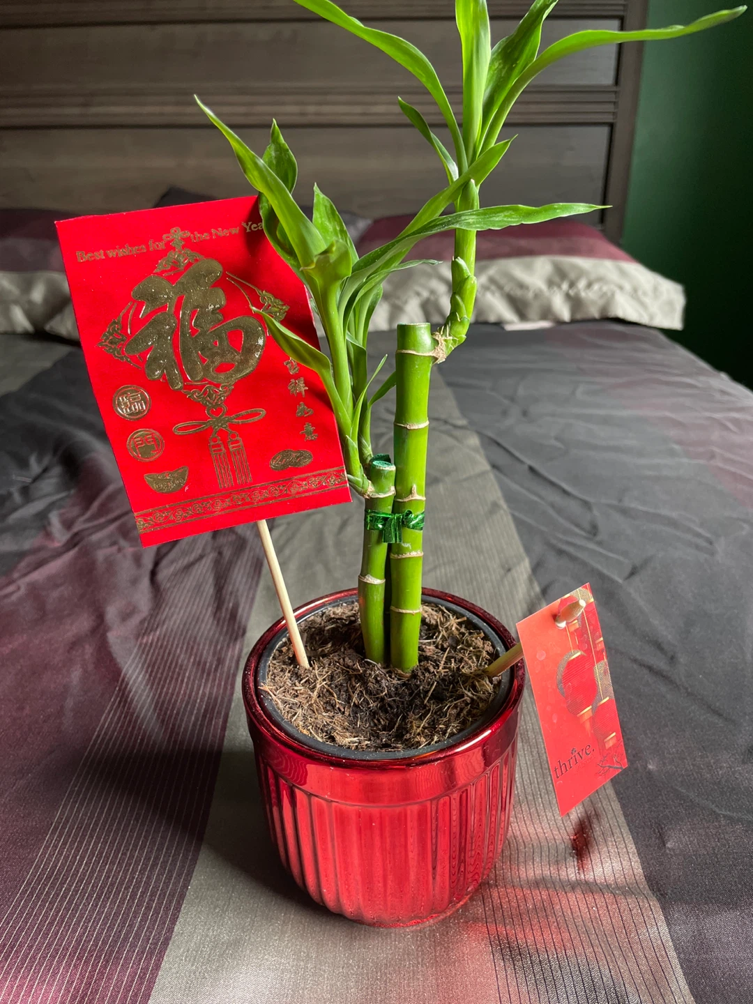 Red Ceramic Planter/Pot - photo 2