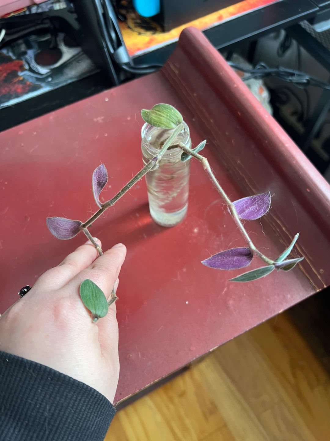 Plant Propagations - photo 4