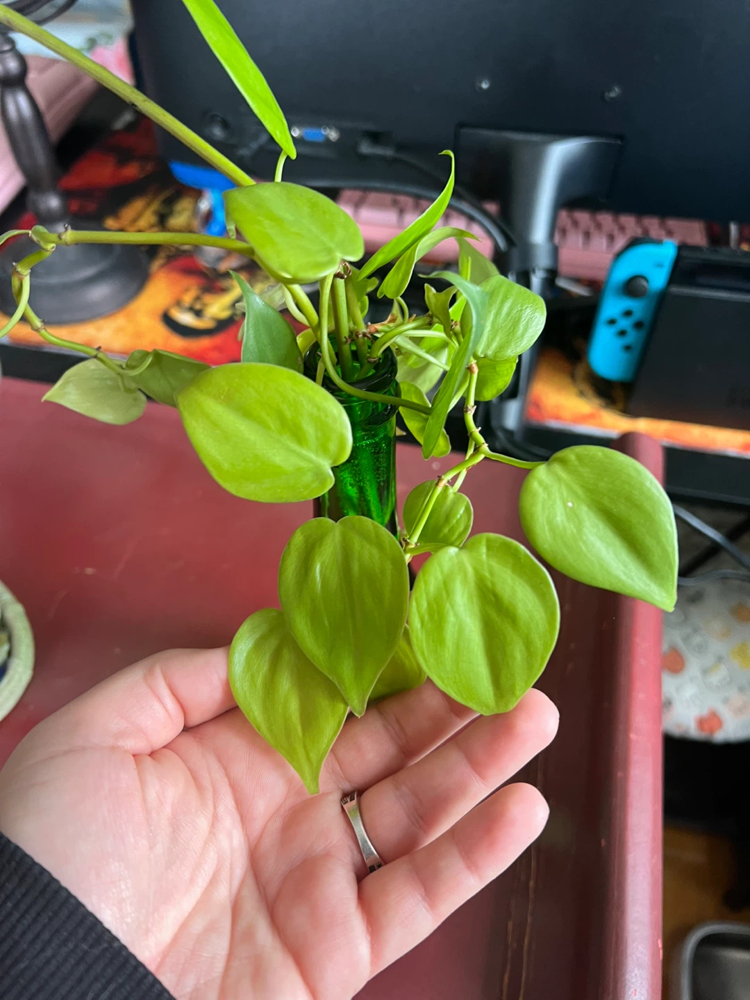 Plant Propagations - photo 3