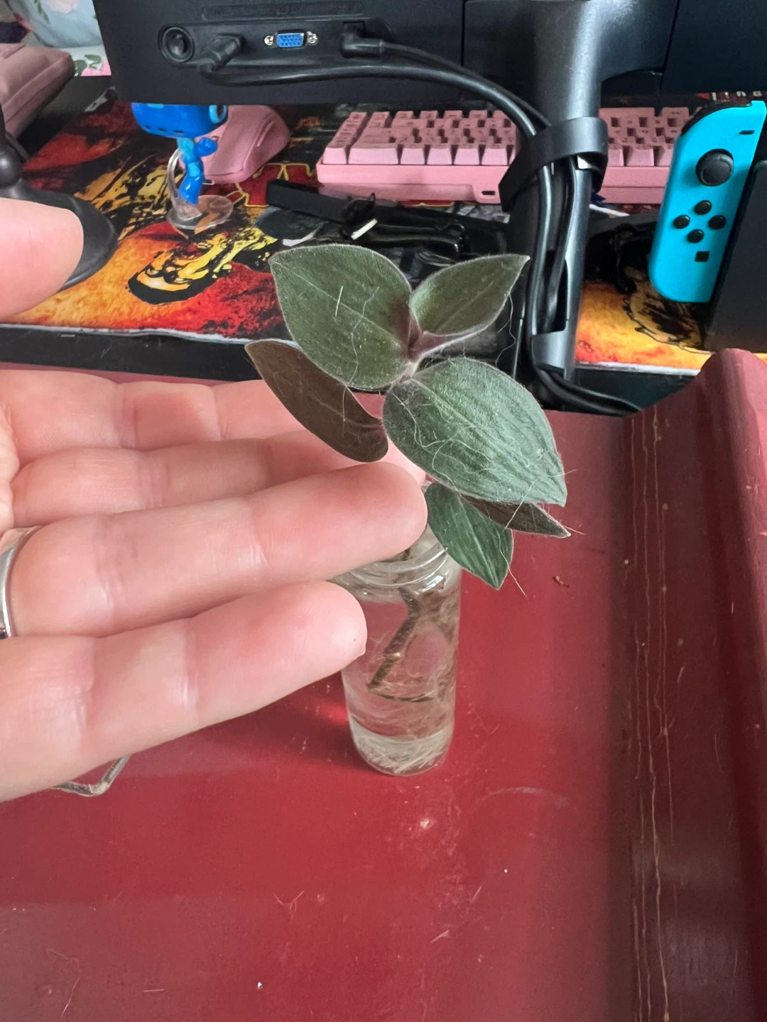 Plant Propagations - photo 5