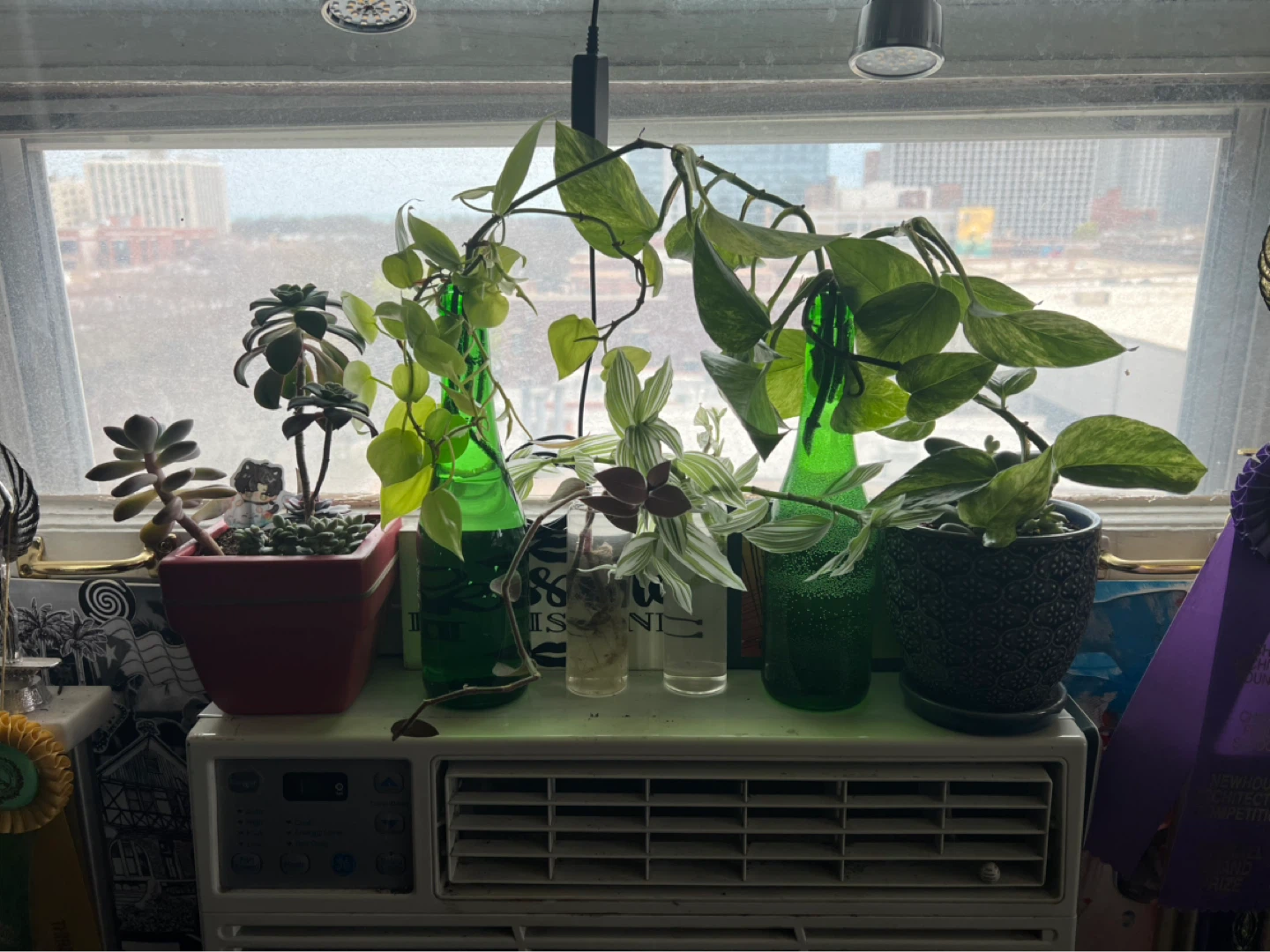 Plant Propagations