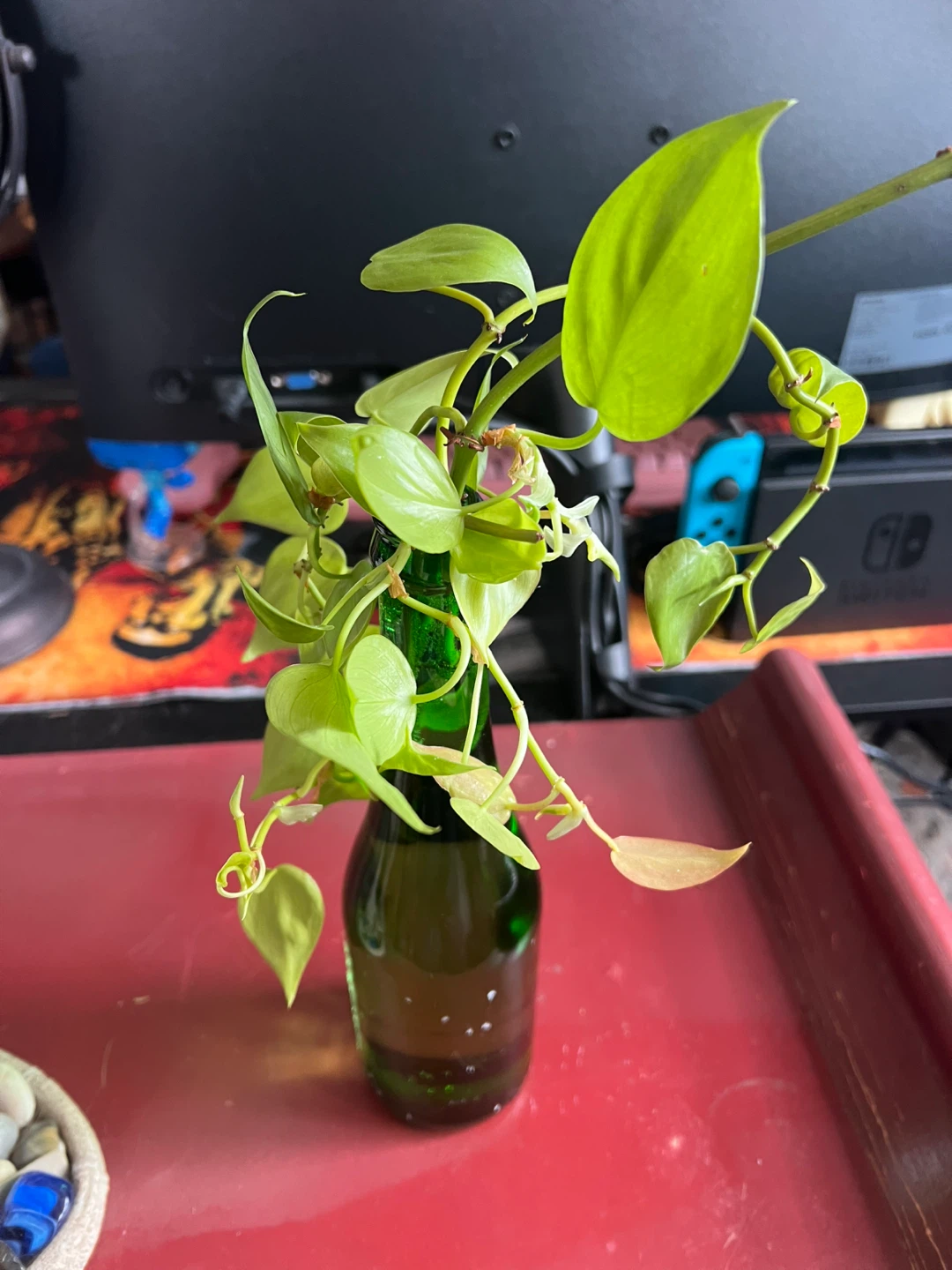Plant Propagations - photo 2