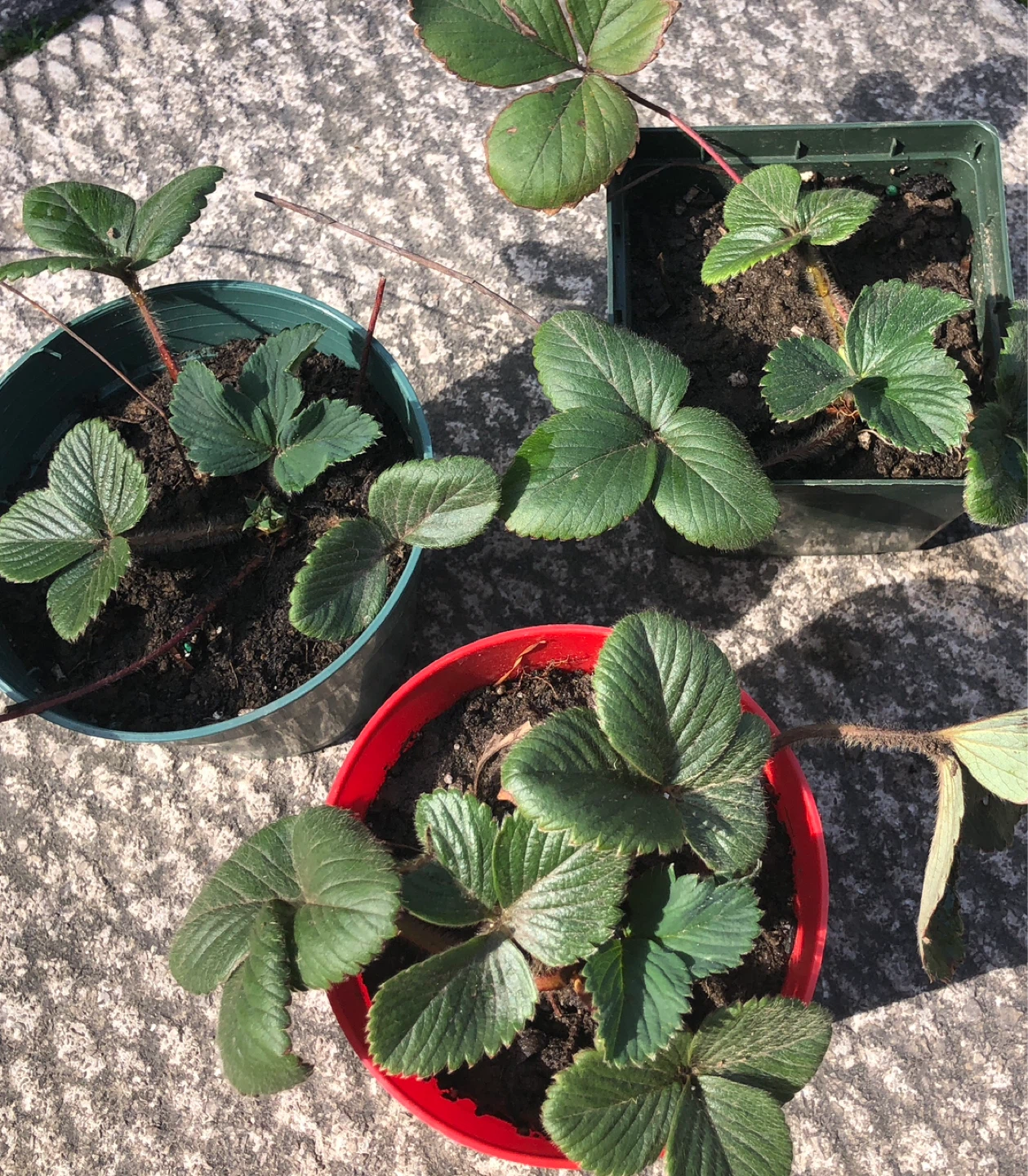 🍓🍓June bearing Strawberries plants $4 - photo 3