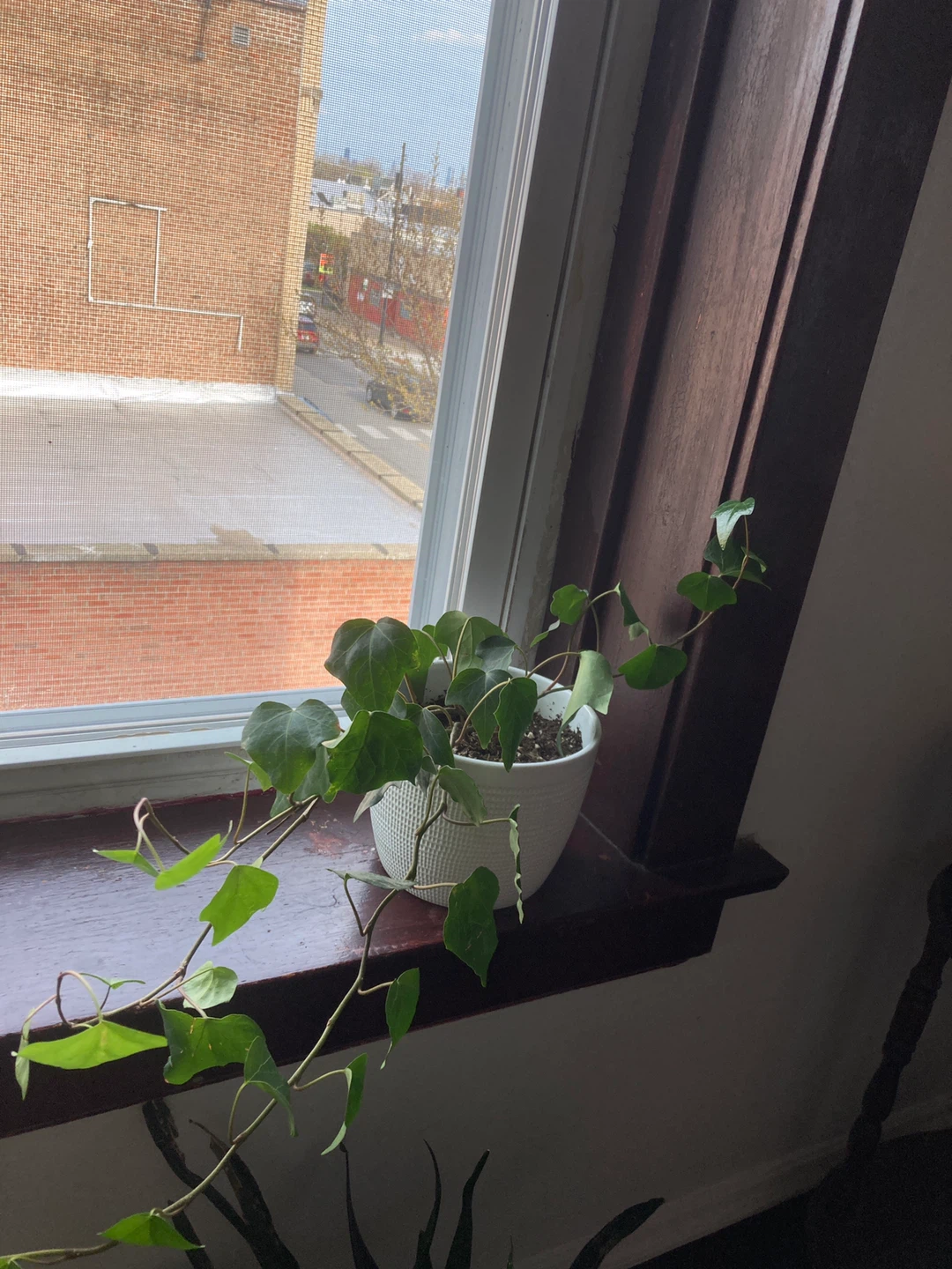 Potted English Ivy Plant