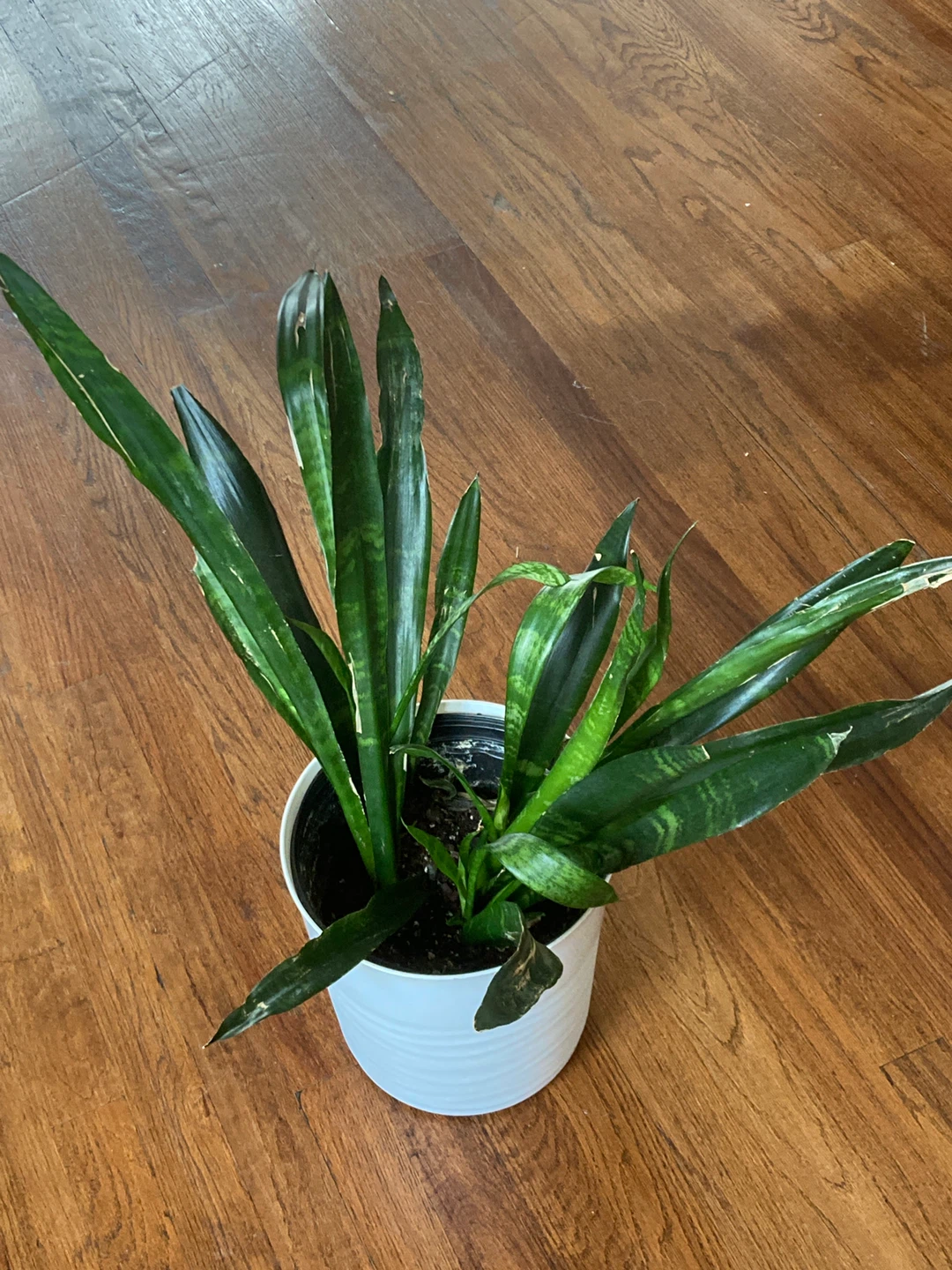 Snake Plant in White Pot