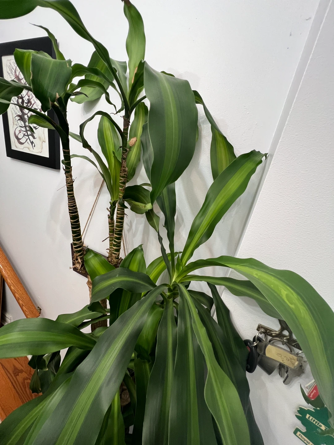 Huge Dracaena Fragrans Corn Plant - photo 2