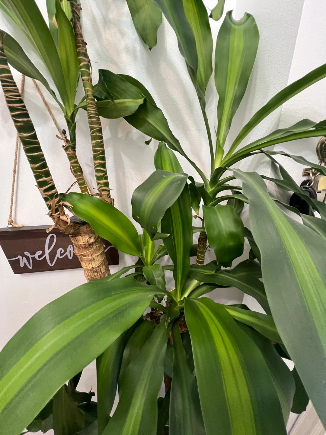 Huge Dracaena Fragrans Corn Plant - photo 3