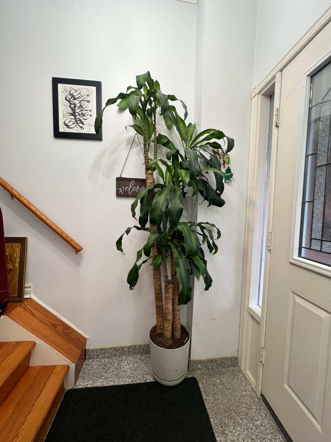 Huge Dracaena Fragrans Corn Plant
