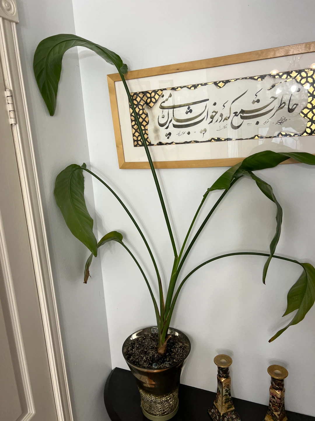 Large Potted Plant - Bird of Paradise - photo 2