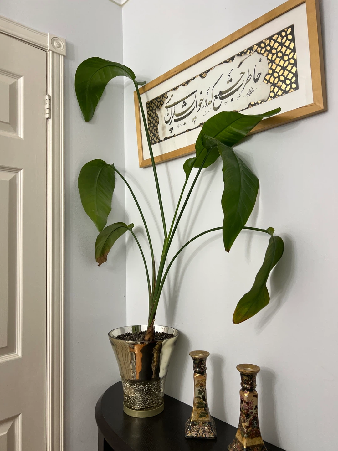 Large Potted Plant - Bird of Paradise