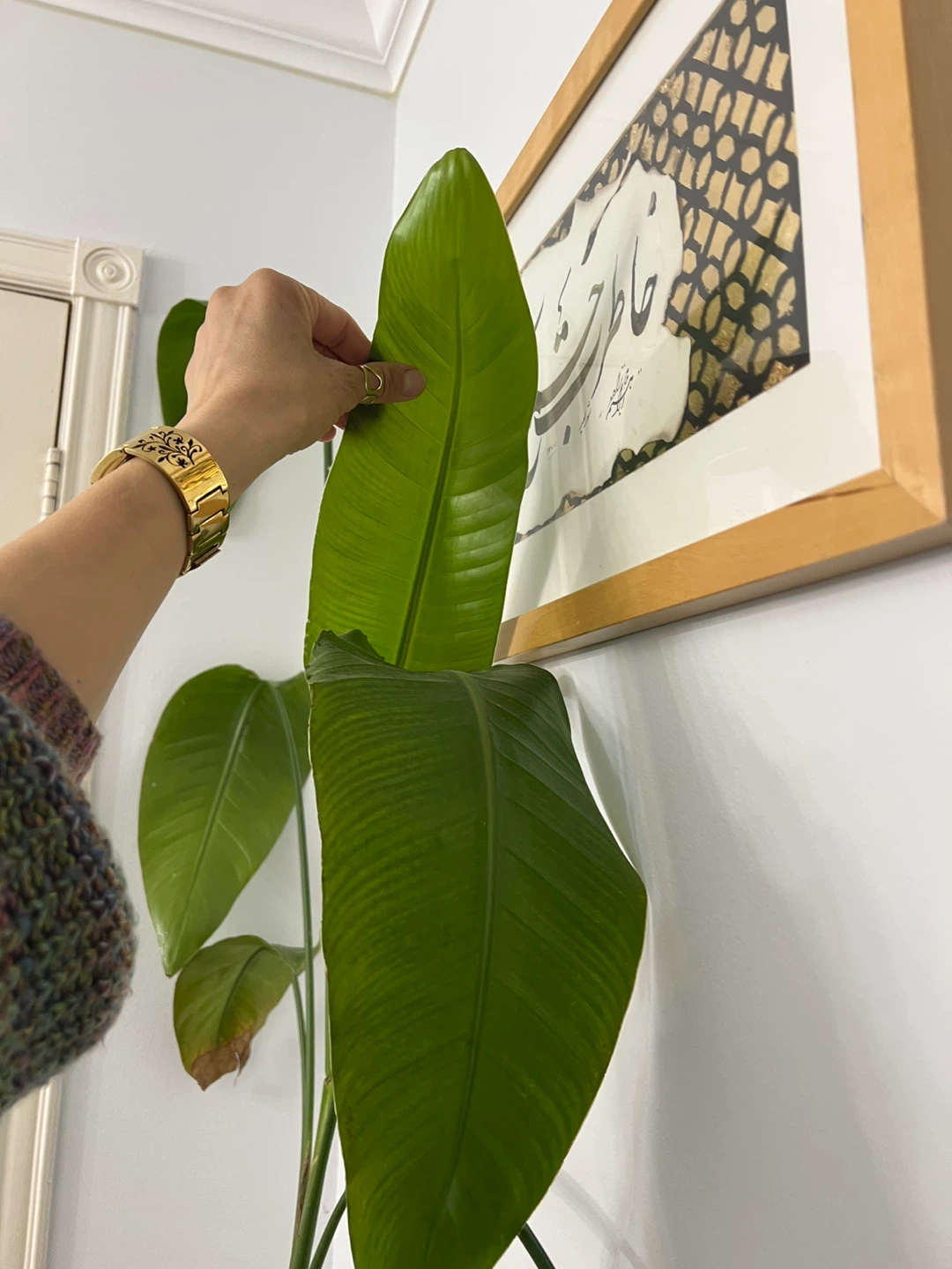 Large Potted Plant - Bird of Paradise - photo 3