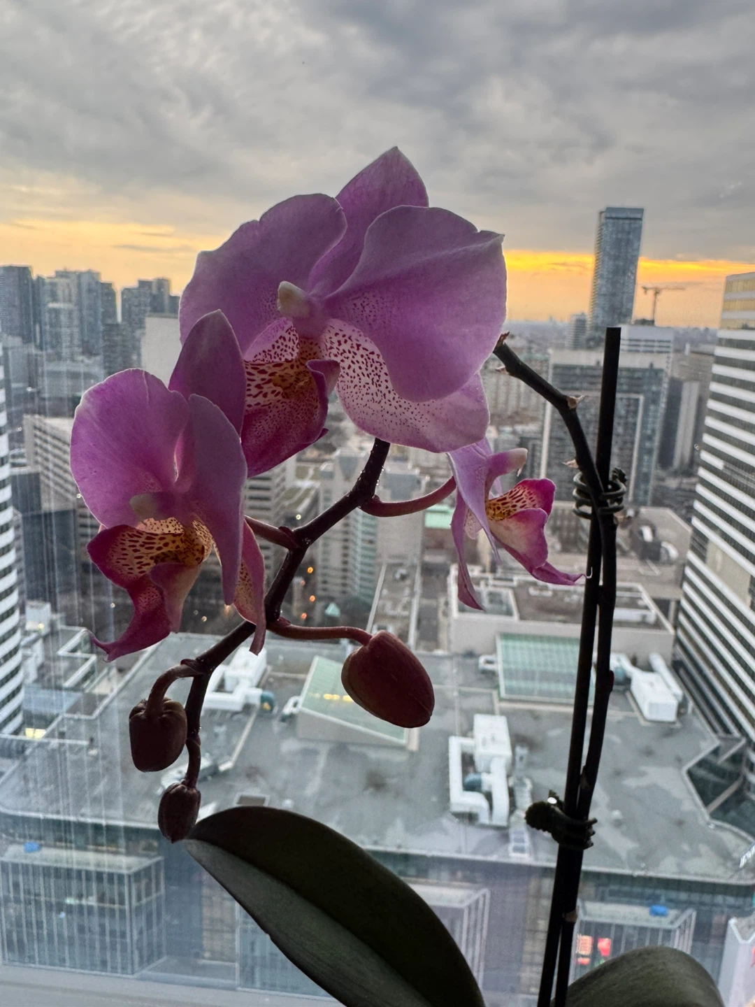 Purple Orchid Plant - photo 2