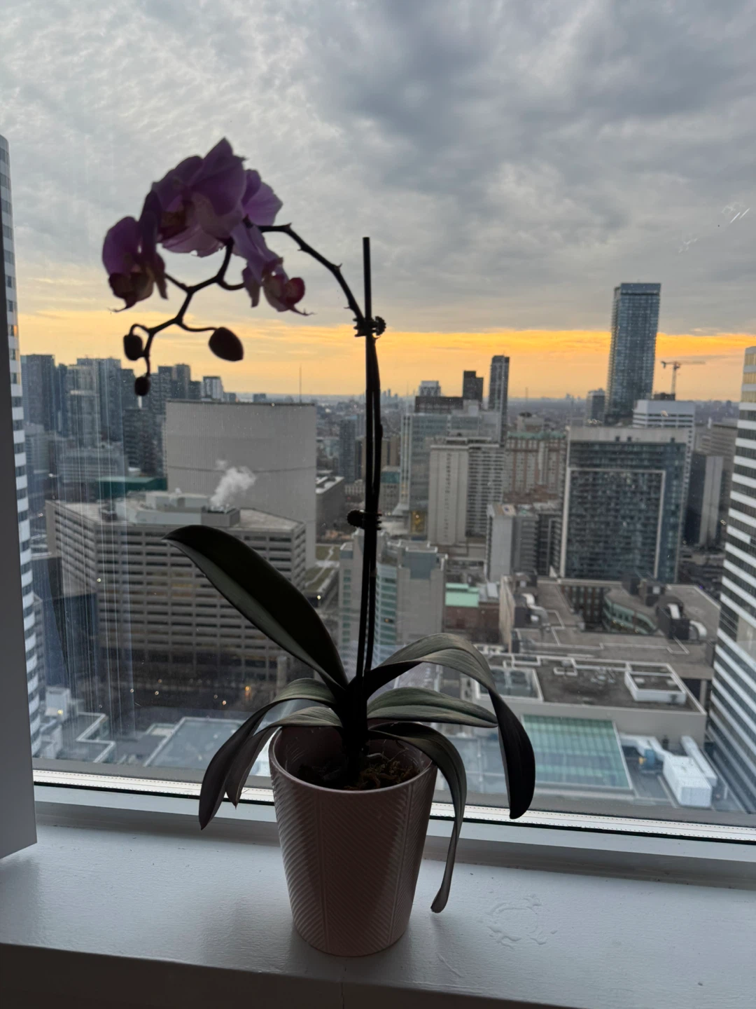Purple Orchid Plant