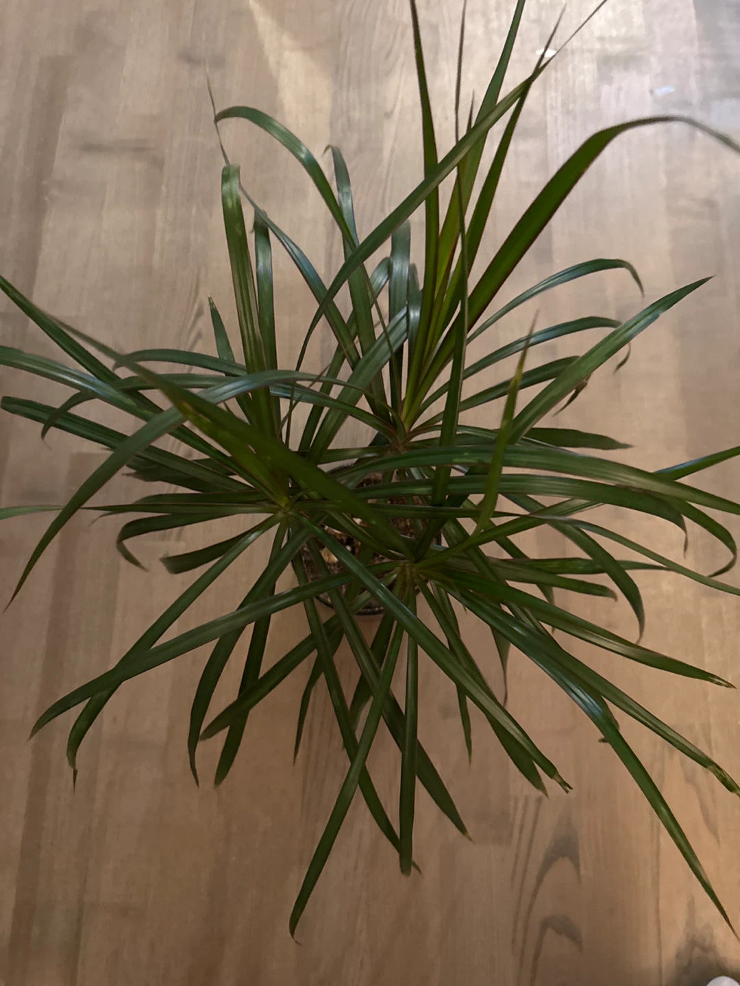 Dracaena Plant in Glass Pot - photo 3