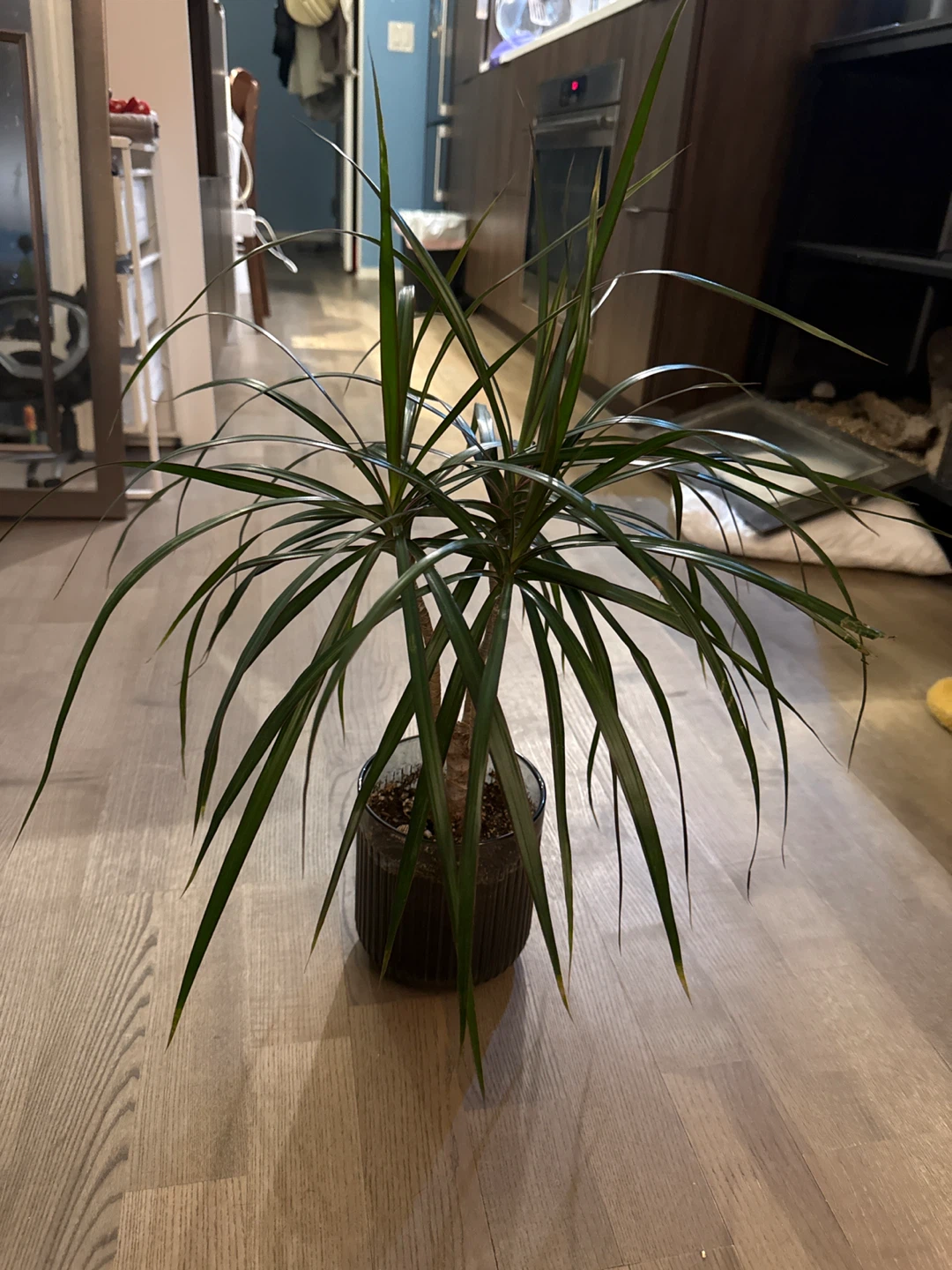 Dracaena Plant in Glass Pot