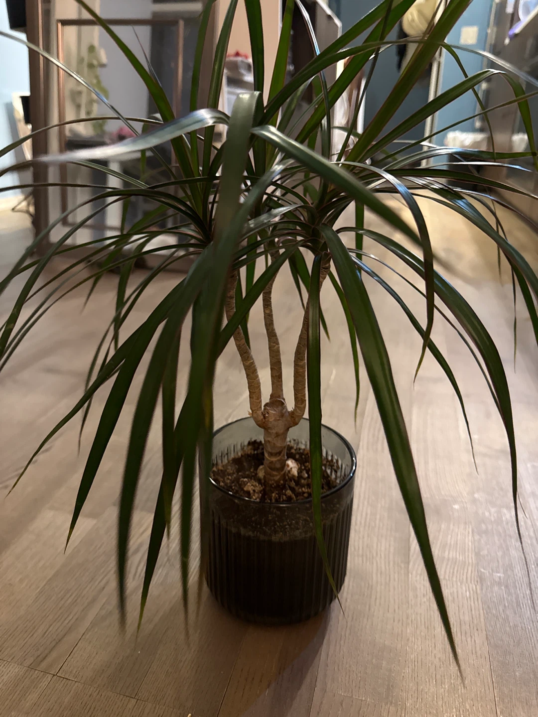 Dracaena Plant in Glass Pot - photo 4