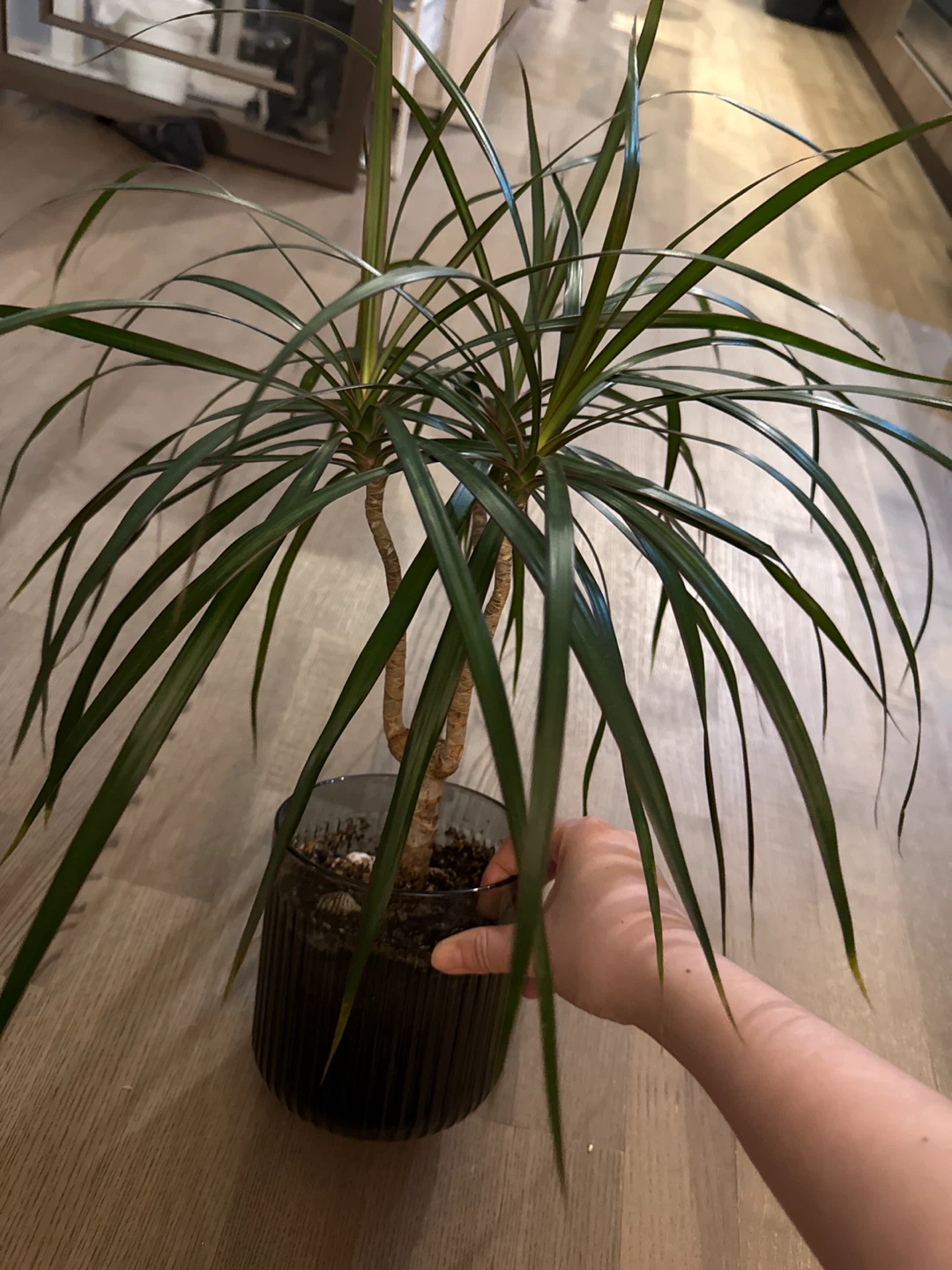 Dracaena Plant in Glass Pot - photo 2