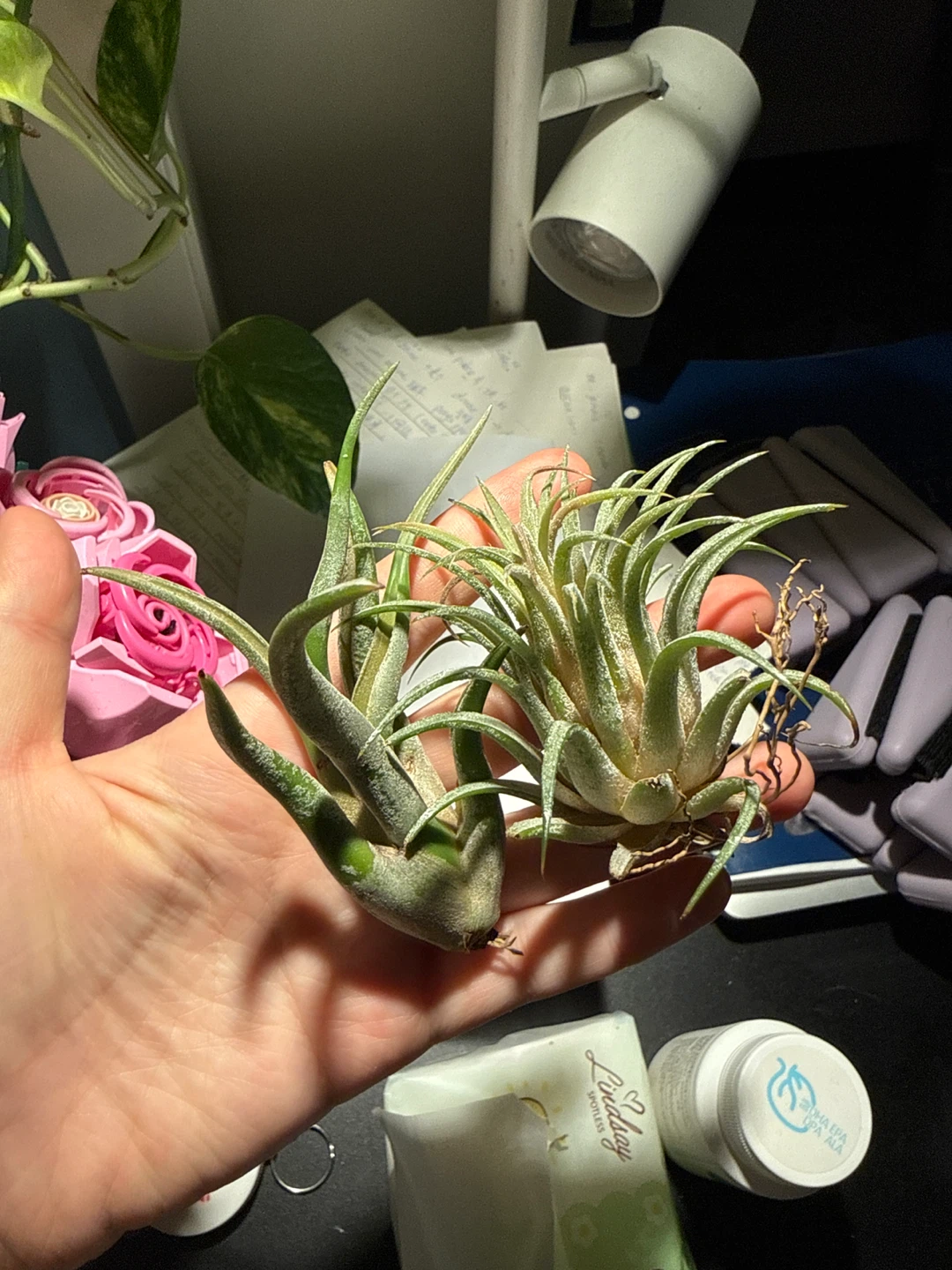 Ceramic Cowboy Boot Planter & Two Air Plants - photo 3