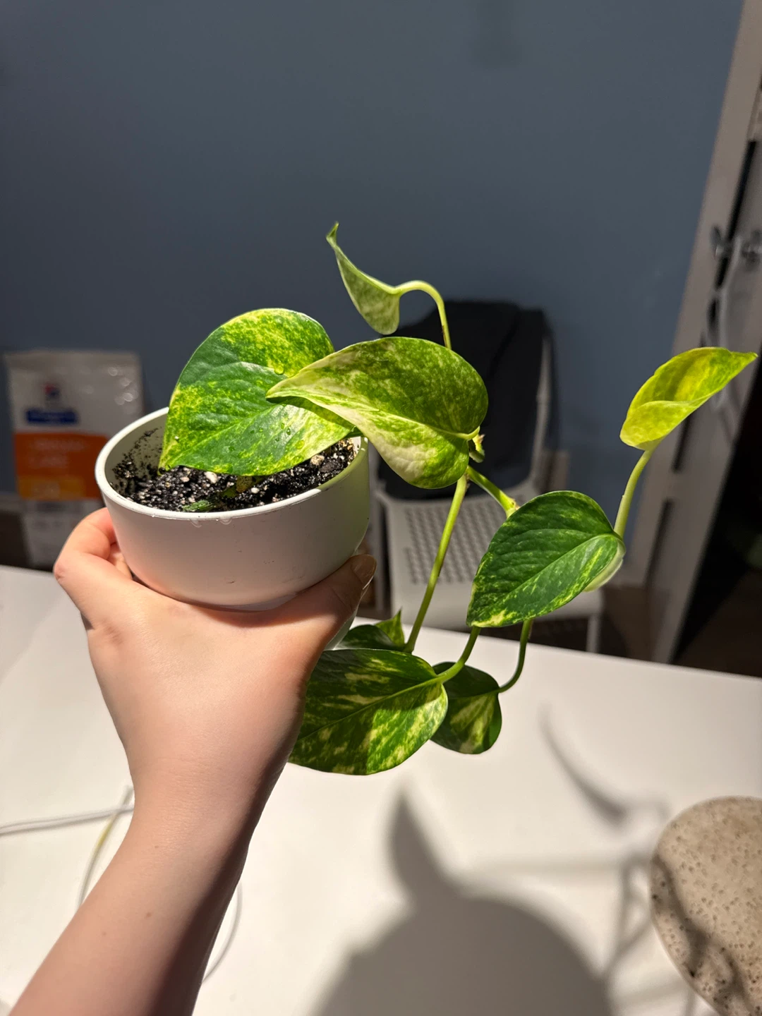 Pothos Plant in White Pot