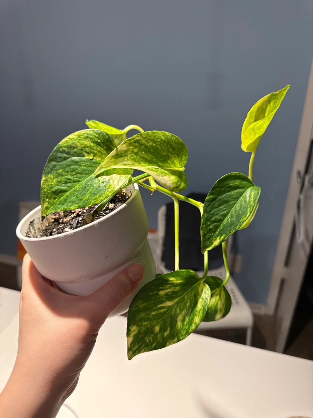 Pothos Plant in White Pot - photo 2