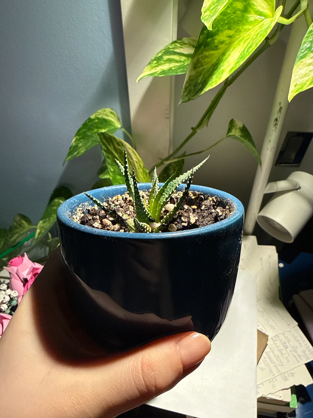 Small Succulent Plant in Blue Pot - photo 2