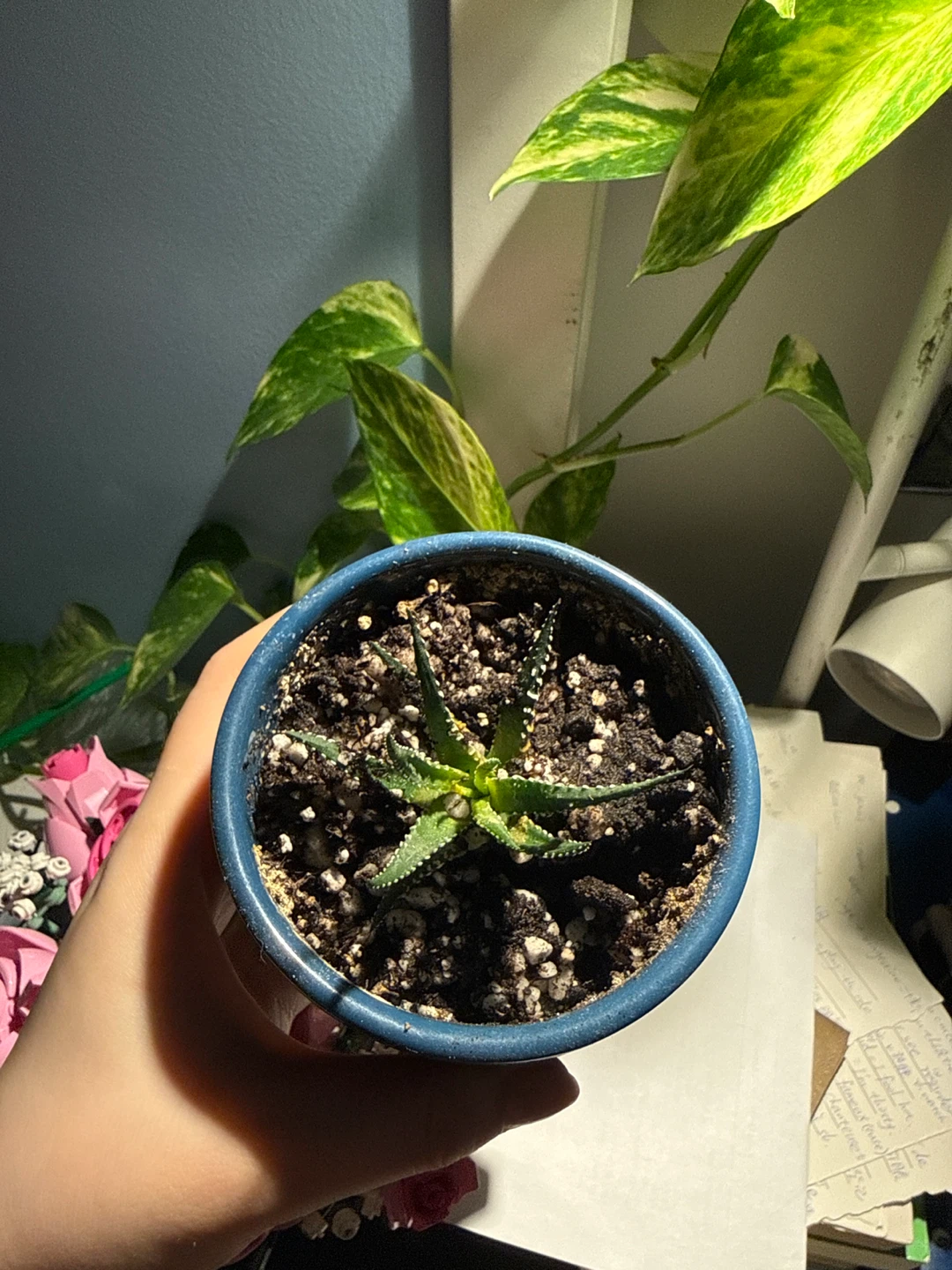Small Succulent Plant in Blue Pot