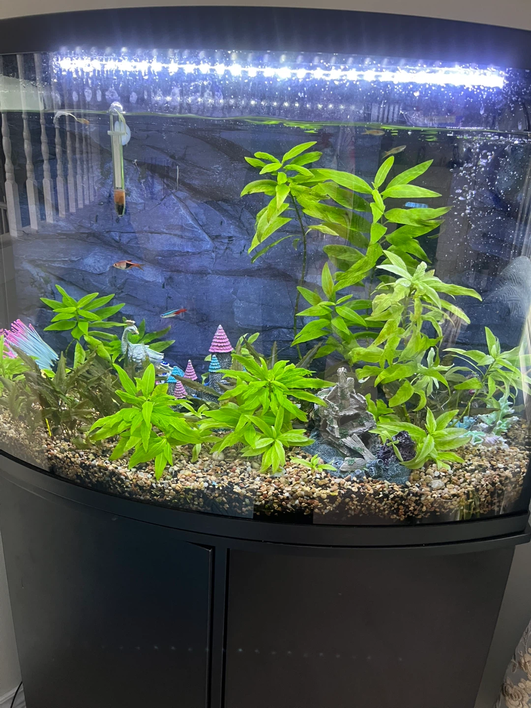 Black 36” gallon Aquarium with Stand