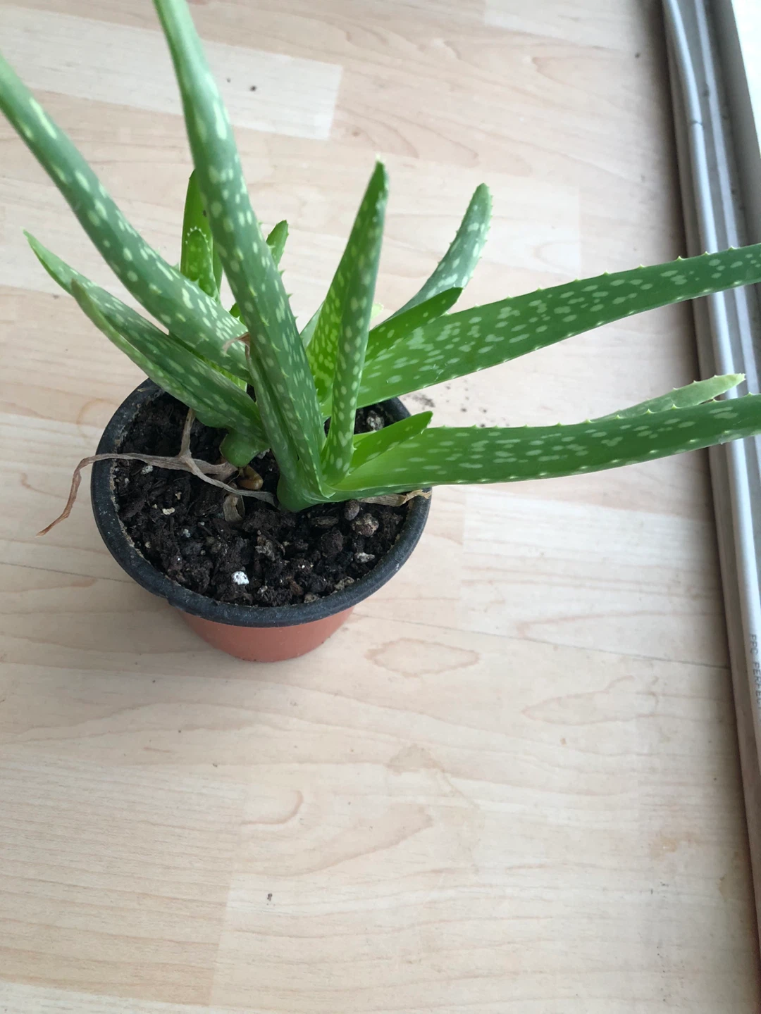 Aloe Vera Plant in Pot