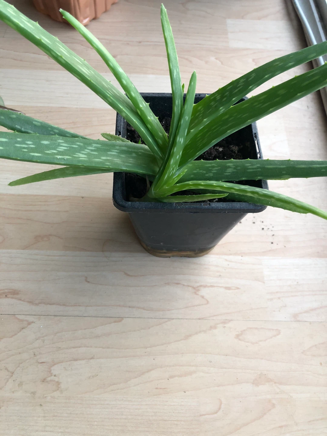 Aloe Vera Plant in Pot