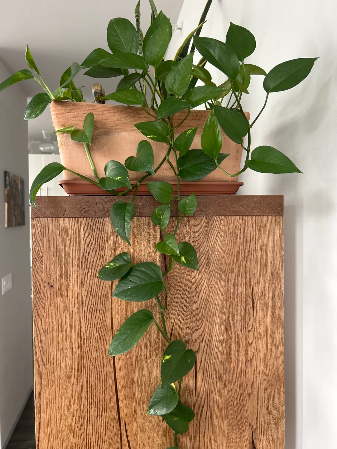Plant - photo 2