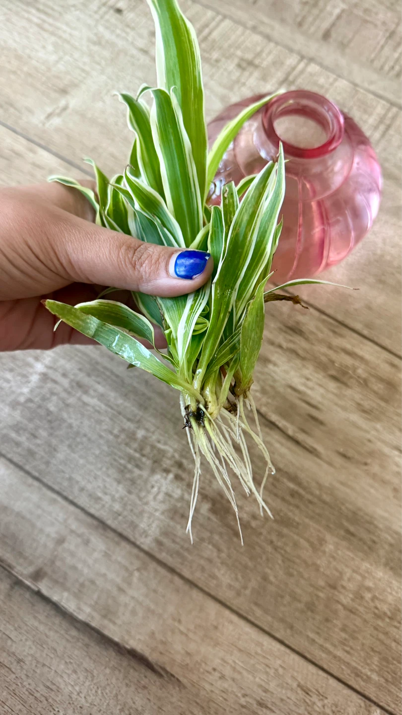 Spider Plant Babies LAST FEW!! - photo 4