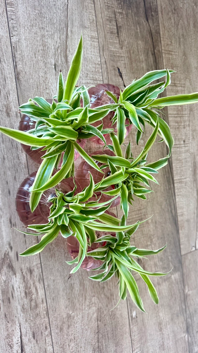 Spider Plant Babies LAST FEW!!