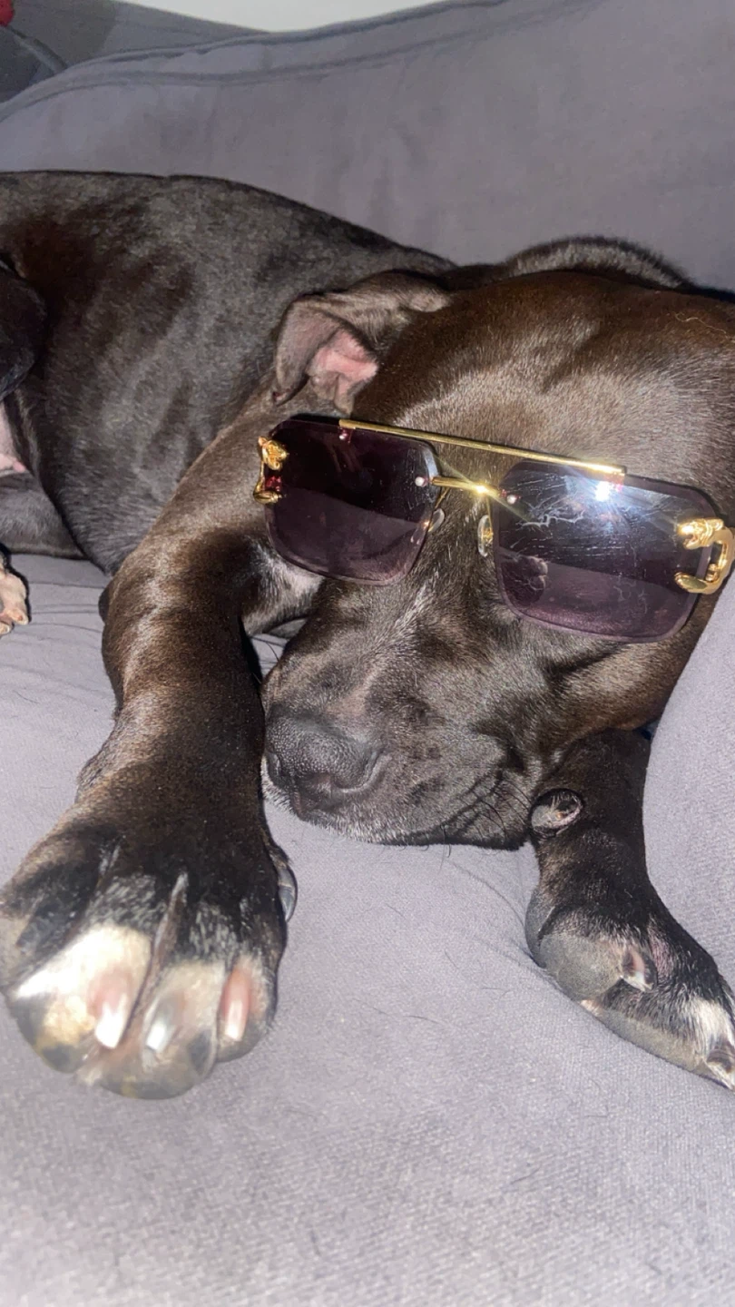 Gold Frame Sunglasses