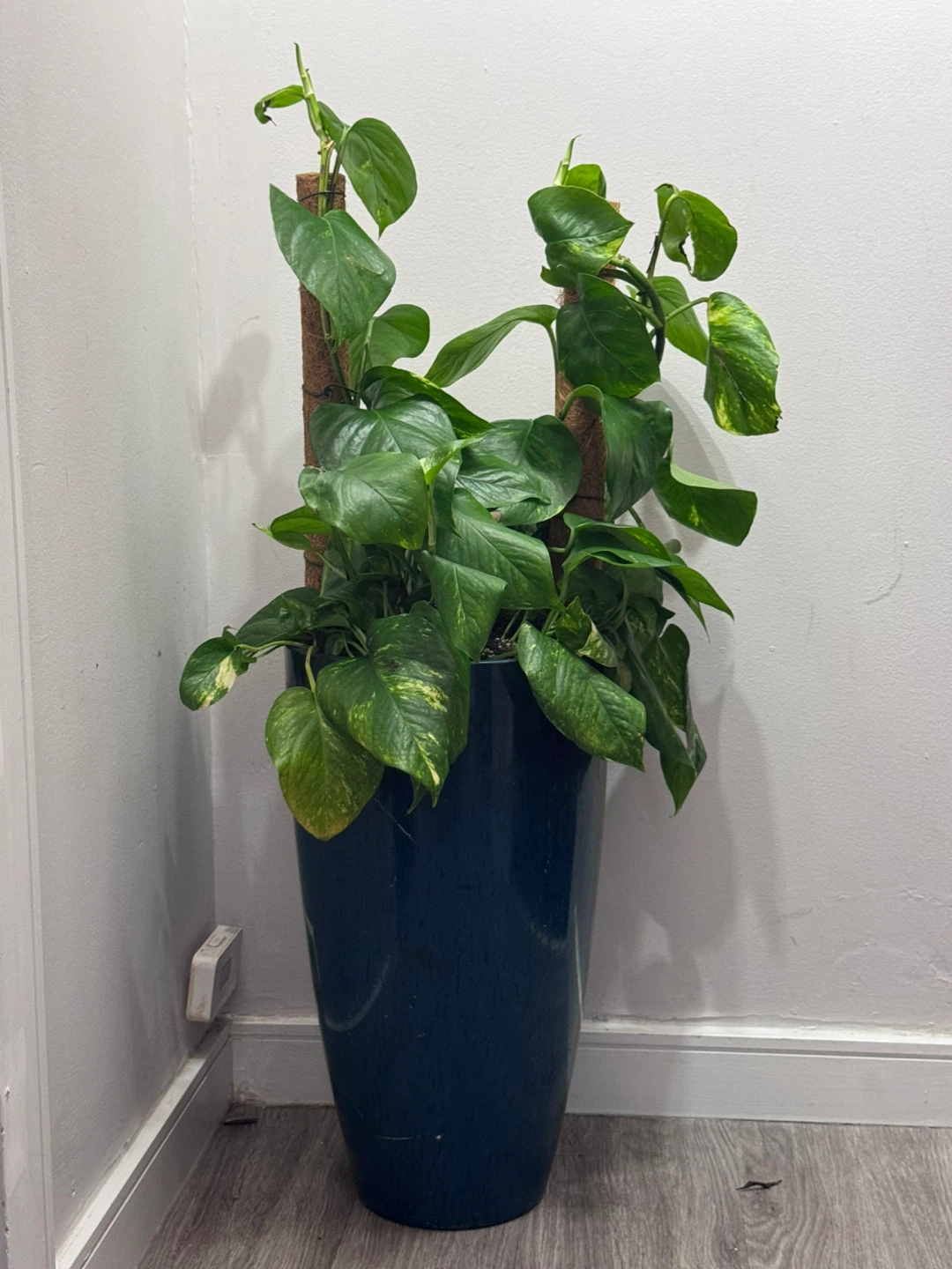 Pothos Plant in Dark Blue Pot