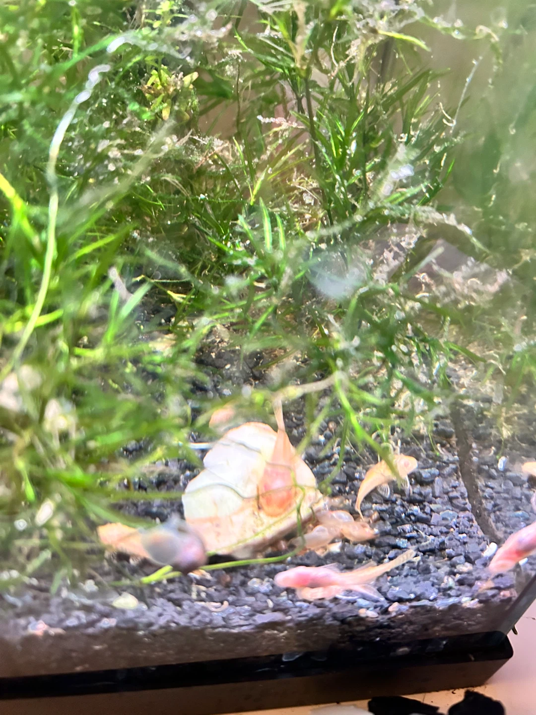 Baby Plecos for Sale - photo 2