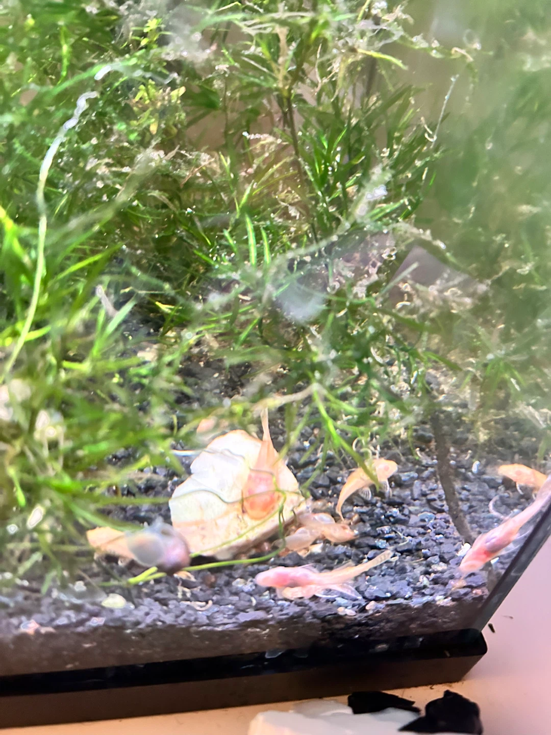 Baby Plecos for Sale