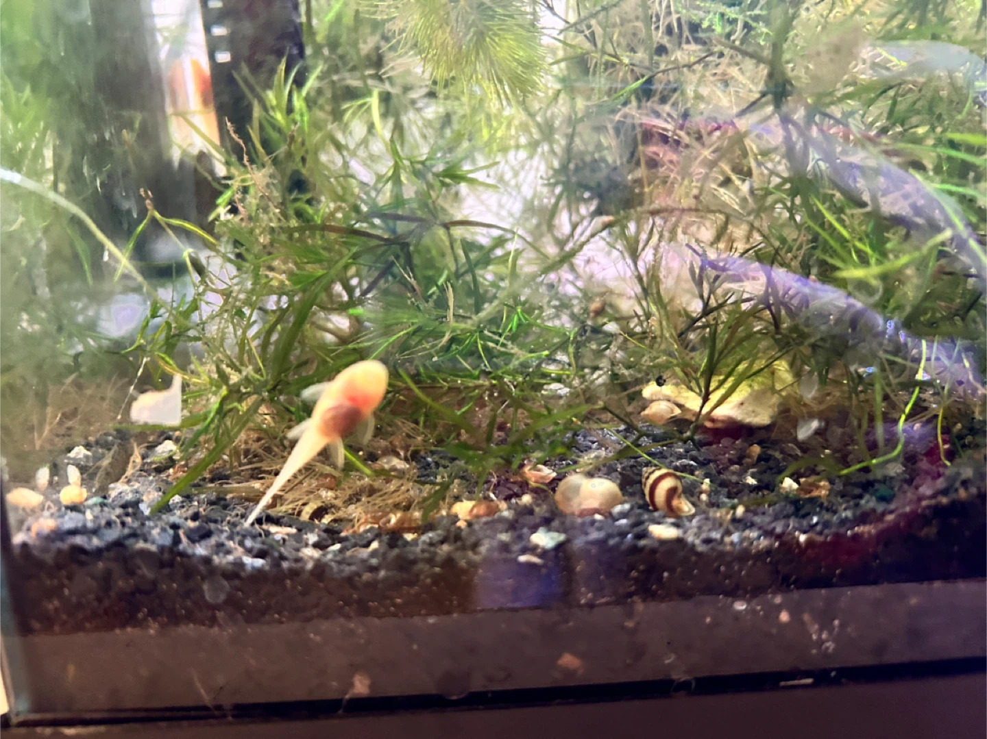 Baby Plecos for Sale - photo 3