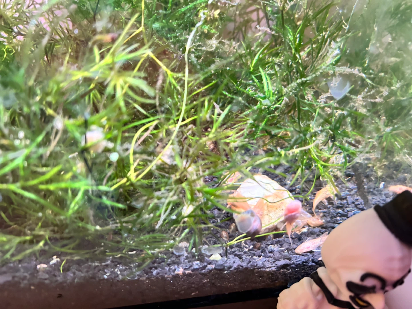 Baby Plecos for Sale - photo 4