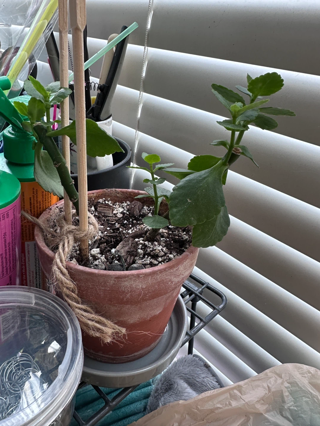 Potted Kalanchoe Plant - Free!