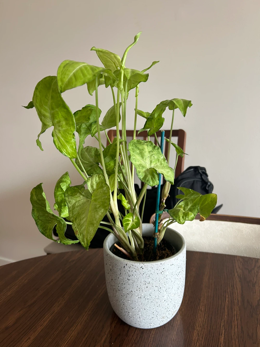 Syngonium Podophyllum Plant in Pot