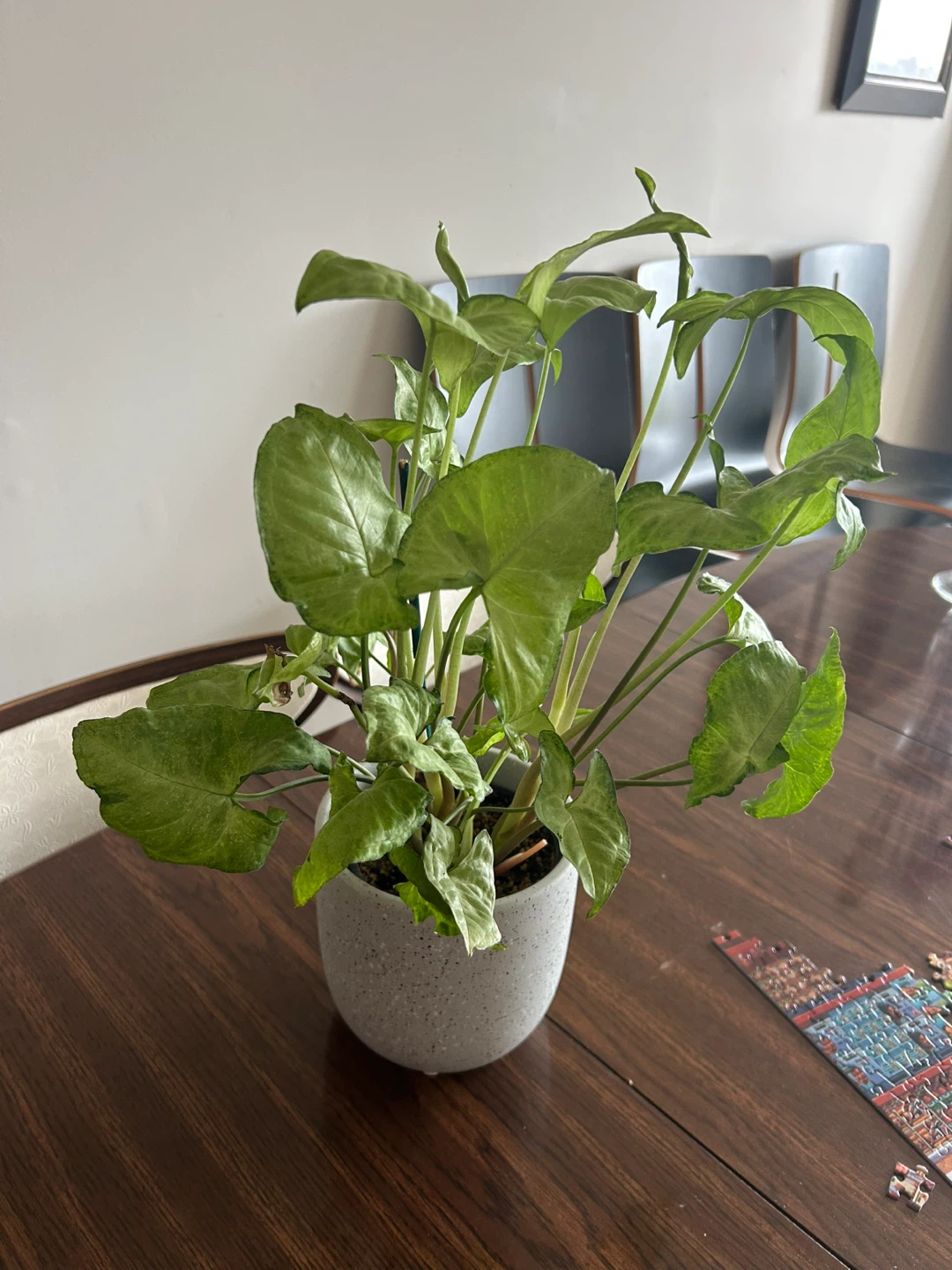 Syngonium Podophyllum Plant in Pot - photo 2