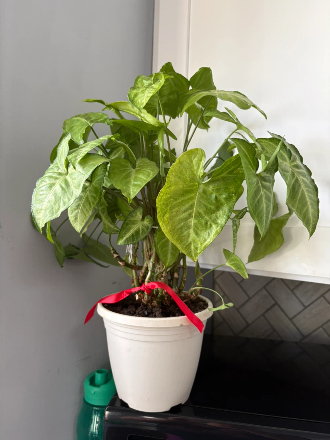 Potted Syngonium Plant