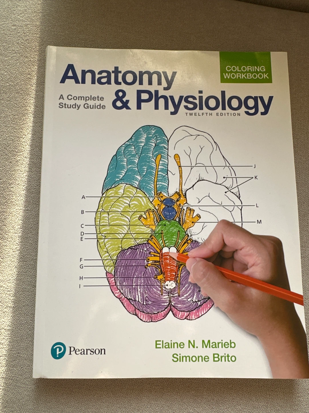 Anatomy & Physiology Coloring Workbook 12th Edition