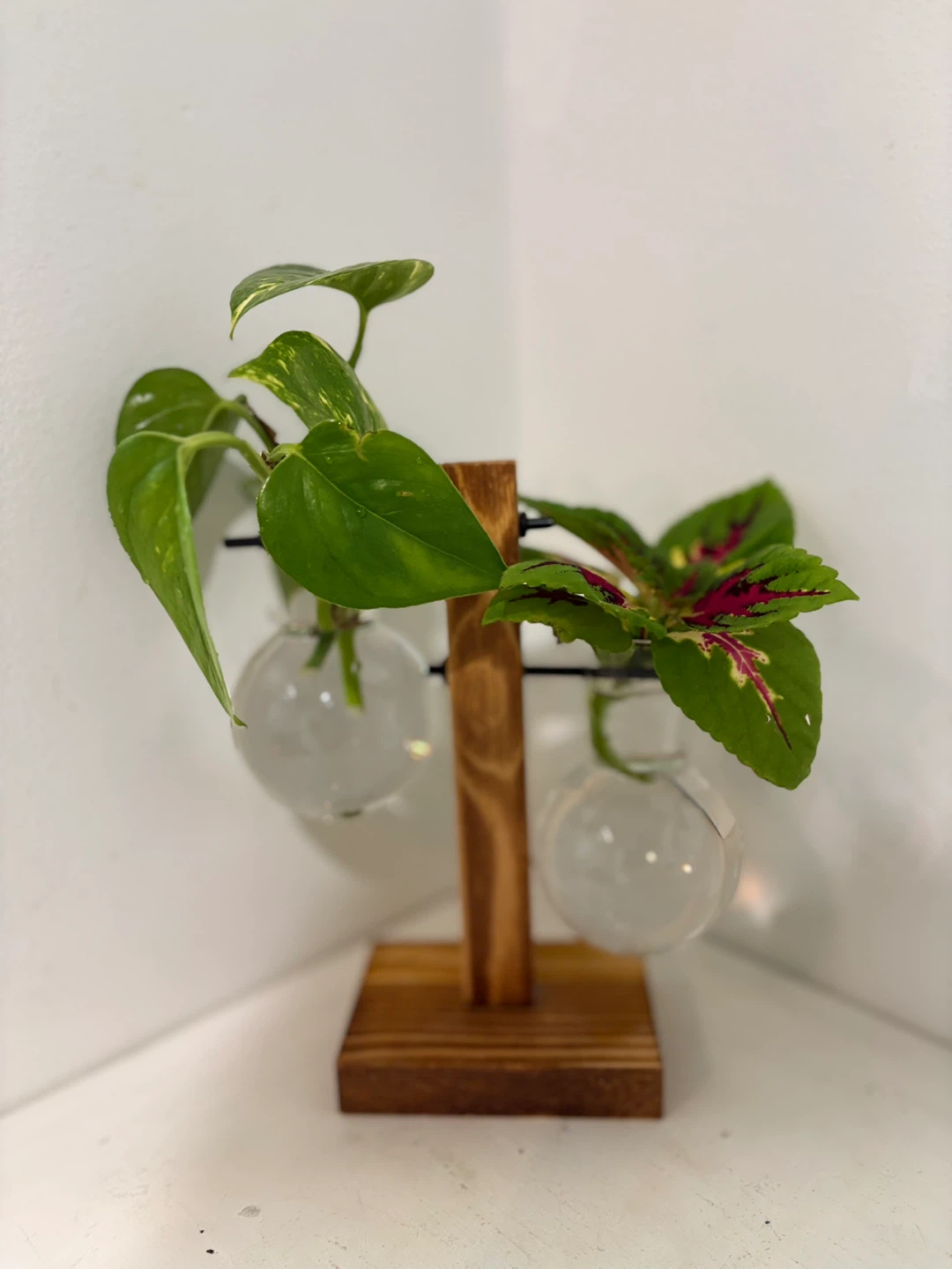 Small space, big charm 🌿 - photo 4