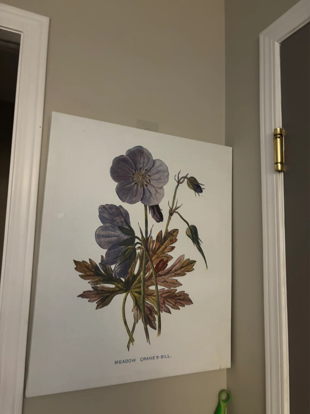 Meadow Crane's-bill Botanical Print