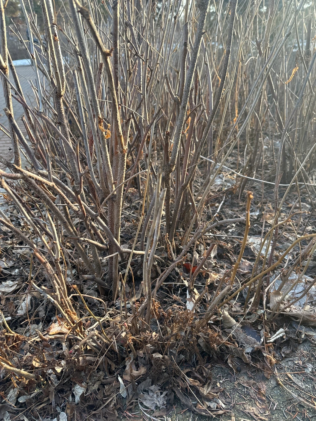 Garden Cleaning